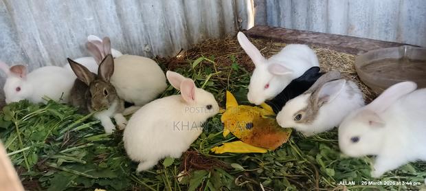 Rabbits for Sale - main view