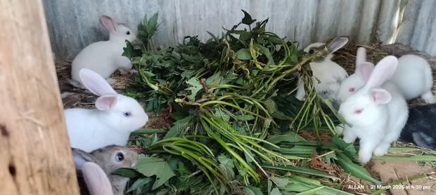 Rabbits for Sale - thumbnail 2