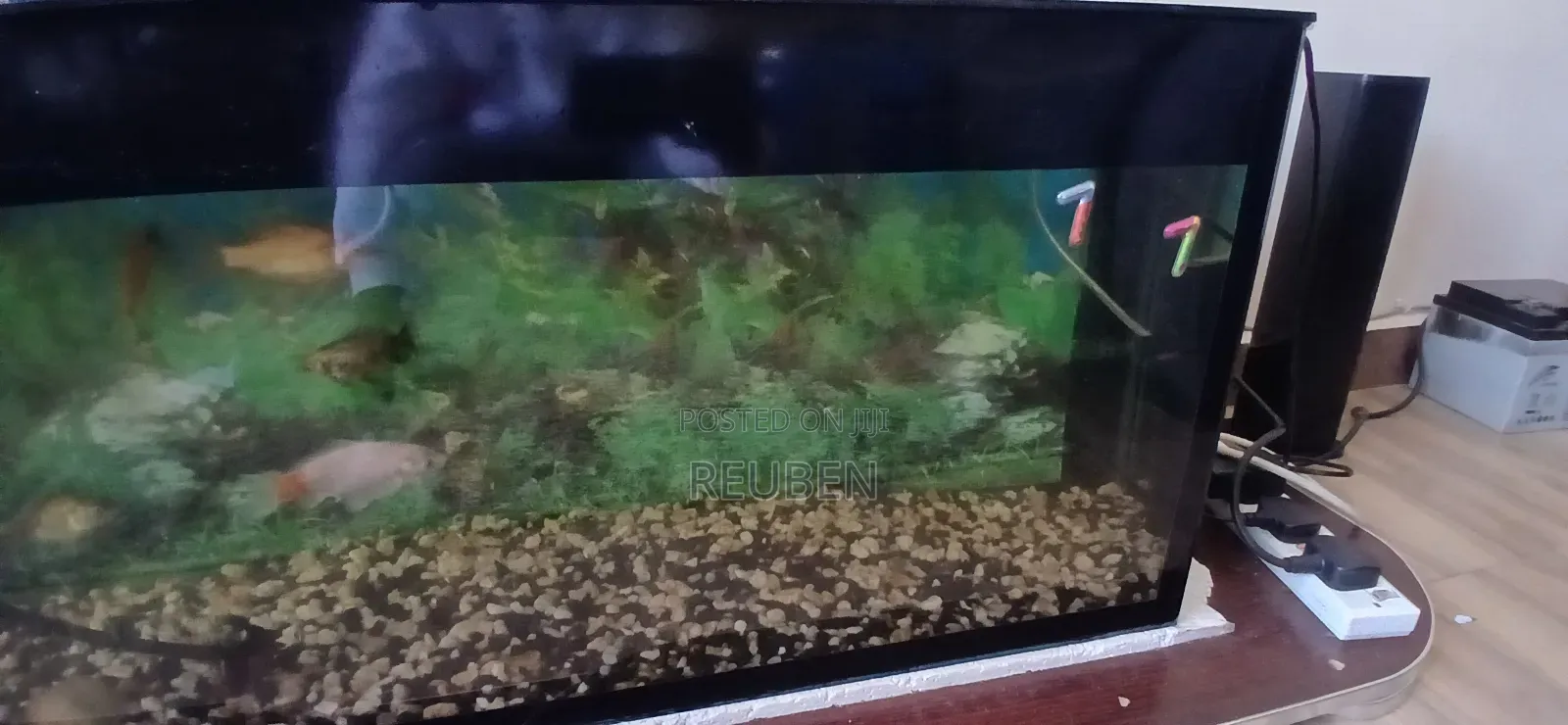 100 Litres Aquarium With Fish For Sale-selling Because Im Relocating F