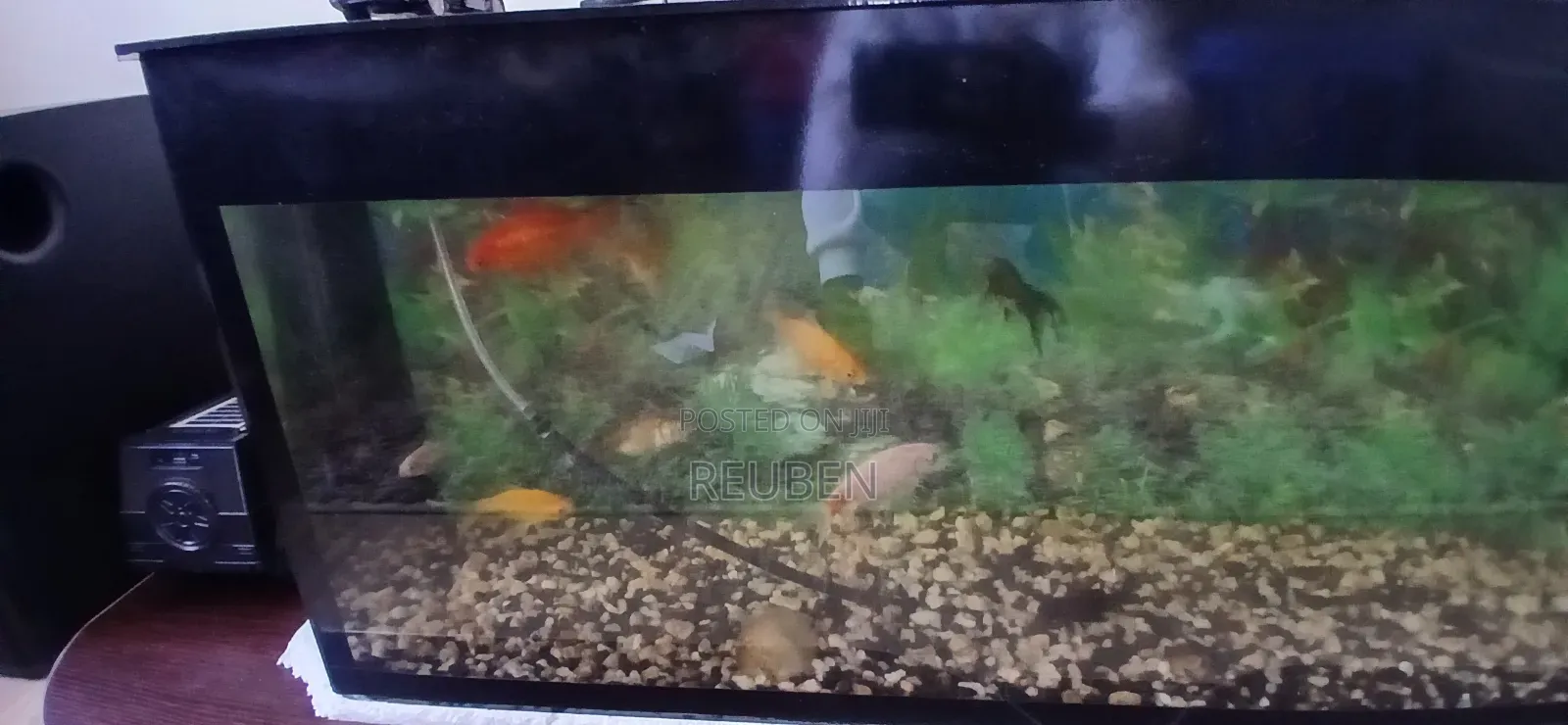 100 Litres Aquarium With Fish For Sale-selling Because Im Relocating F
