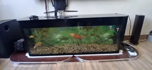 100 Litres Aquarium With Fish For Sale-selling Because Im Relocating F