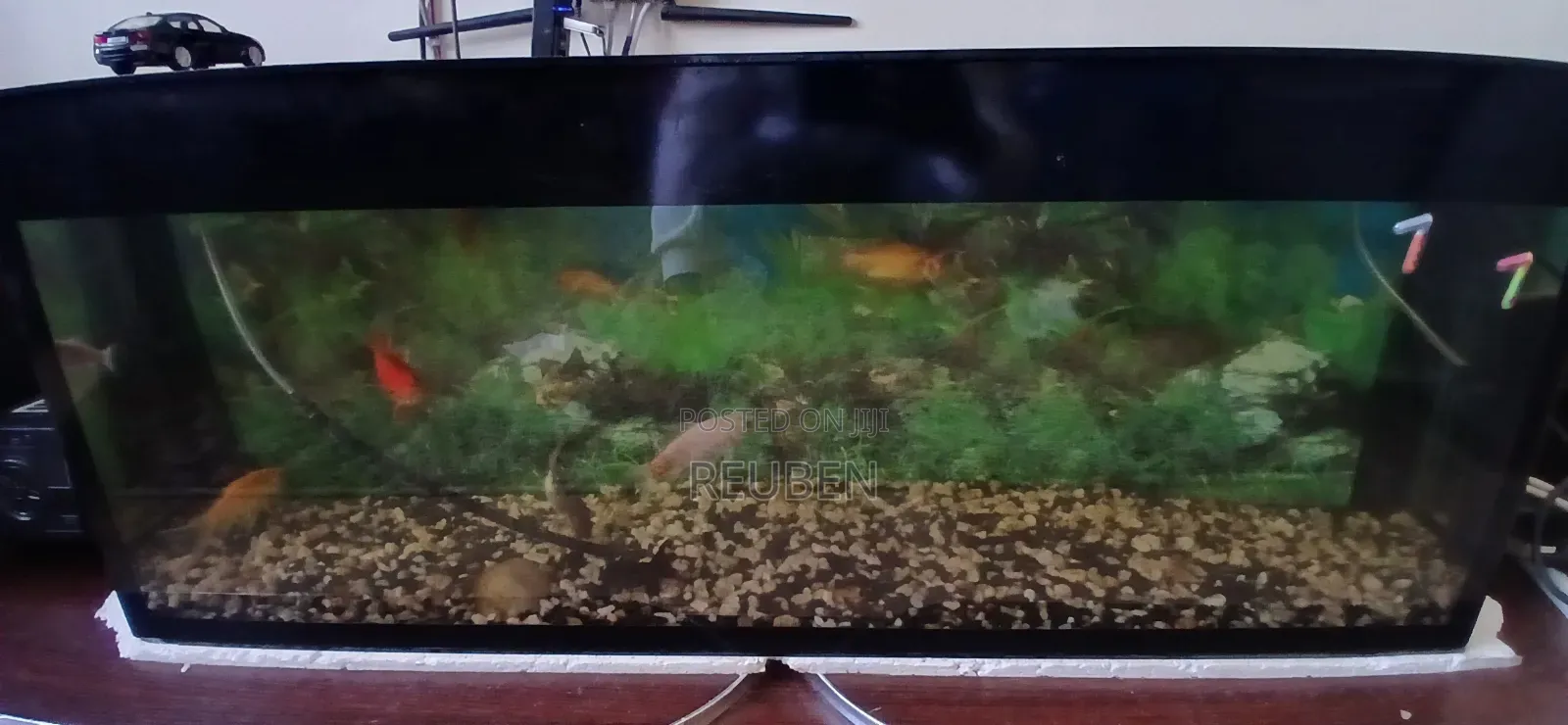 100 Litres Aquarium With Fish For Sale-selling Because Im Relocating F