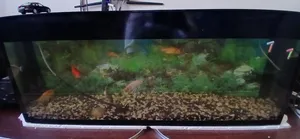100 Litres Aquarium With Fish For Sale-selling Because Im Relocating F