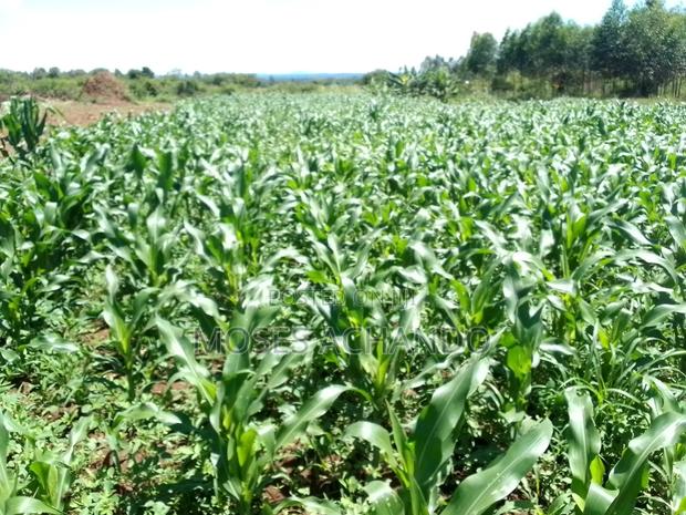 Shelled Maize for Sale - main view