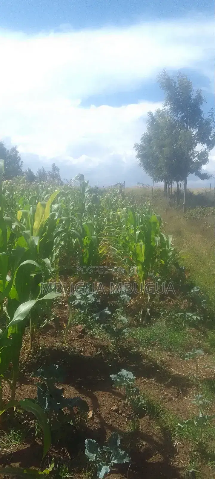Half Acre in Kinūngi (Nyamathi Centre)