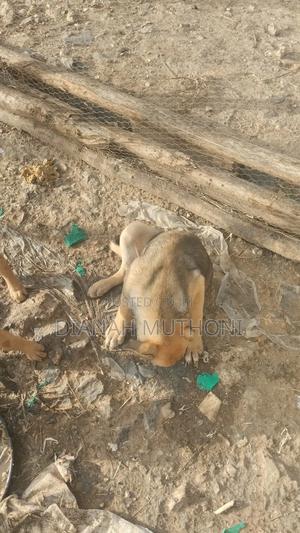 3-6 months Male Mixed Breed German Shepherd - thumbnail 2