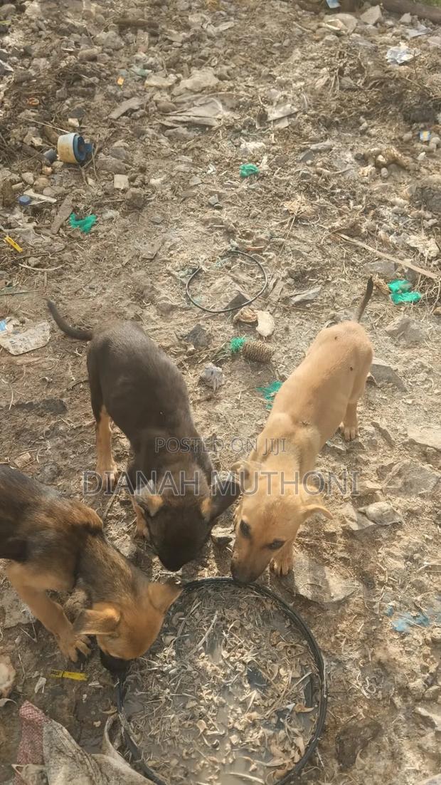3-6 months Male Mixed Breed German Shepherd - thumbnail 3