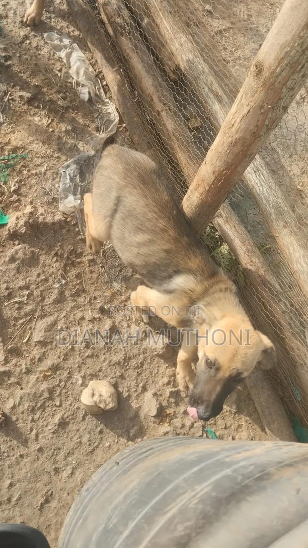 3-6 months Male Mixed Breed German Shepherd - thumbnail 4