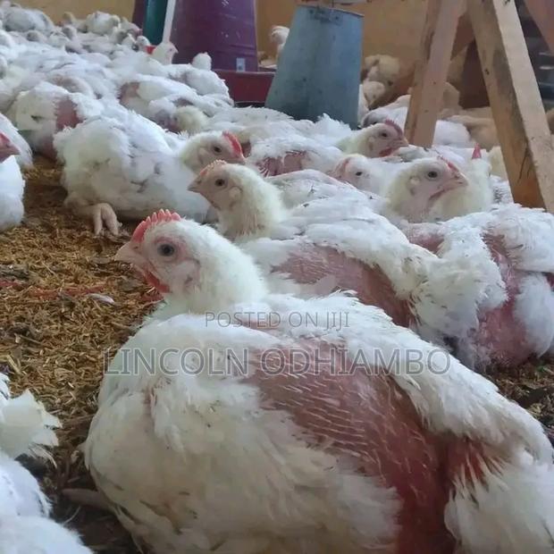 Vilin Broiler and Eggs Farm