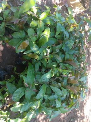 Mango and Another Tree Seedlings for Sale in Makueni – Ready to Plan - thumbnail 2