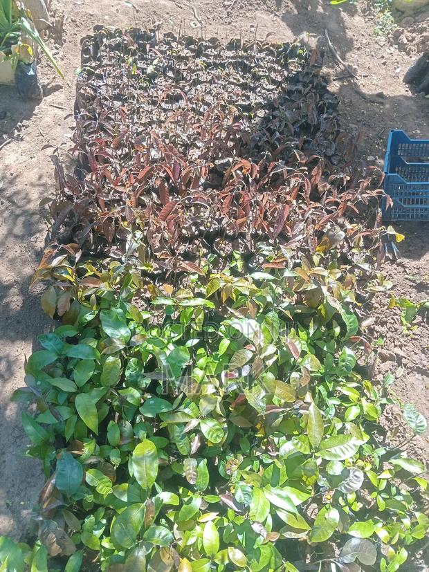 Mango and Another Tree Seedlings for Sale in Makueni – Ready to Plan - thumbnail 3