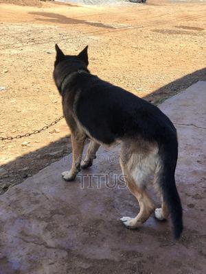 3-6 months Male Purebred German Shepherd - thumbnail 2