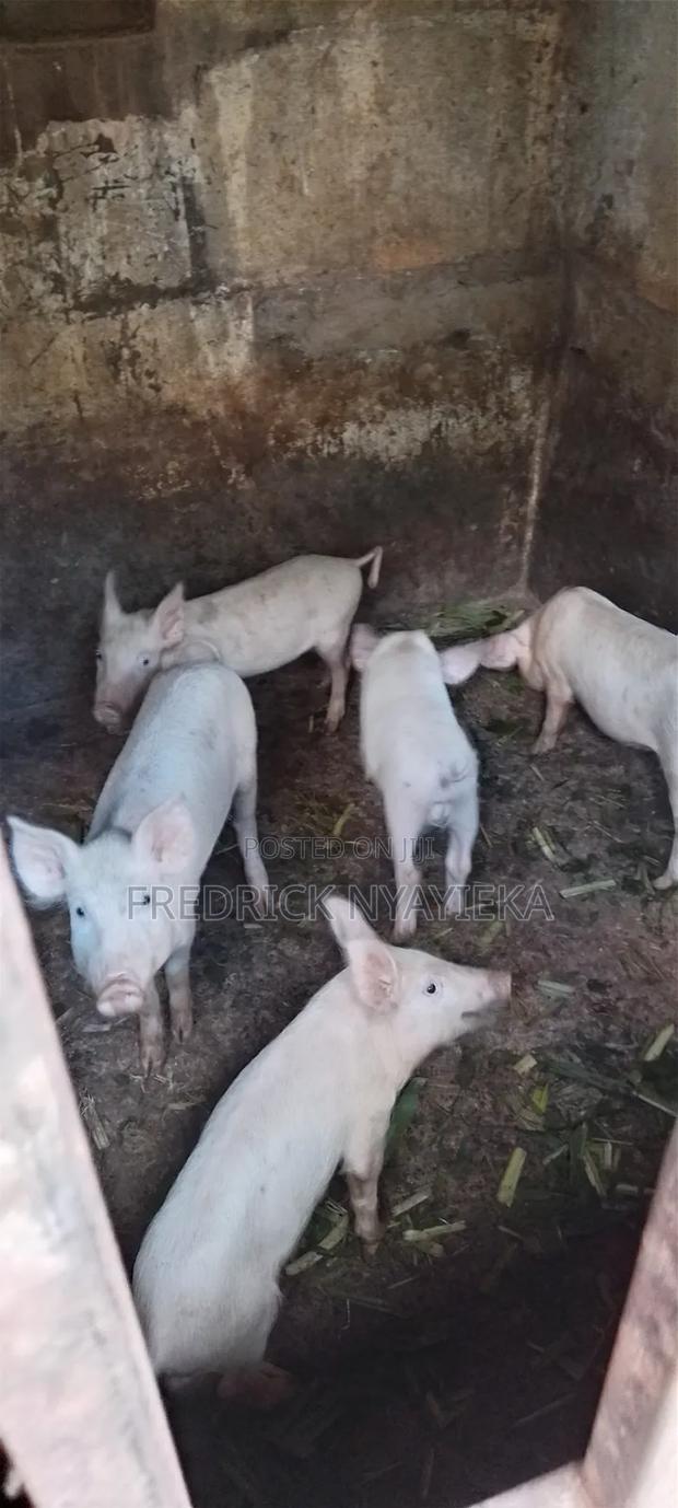 Large White Piglets for Sale
