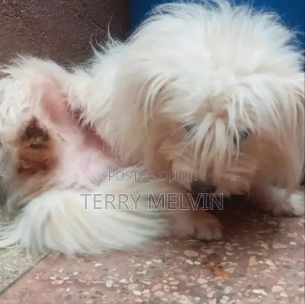 1+ year Male Mixed Breed Havanese