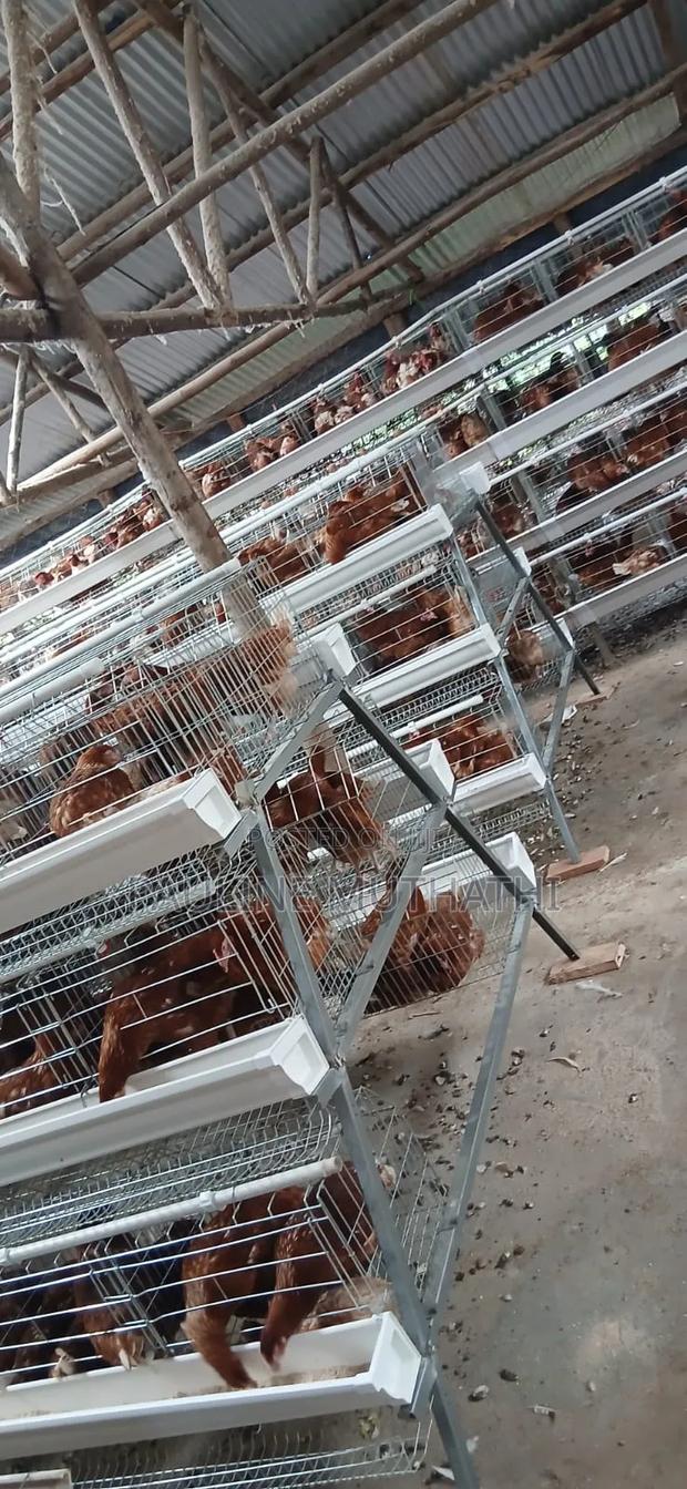 Layers Chicken Cages - thumbnail 3