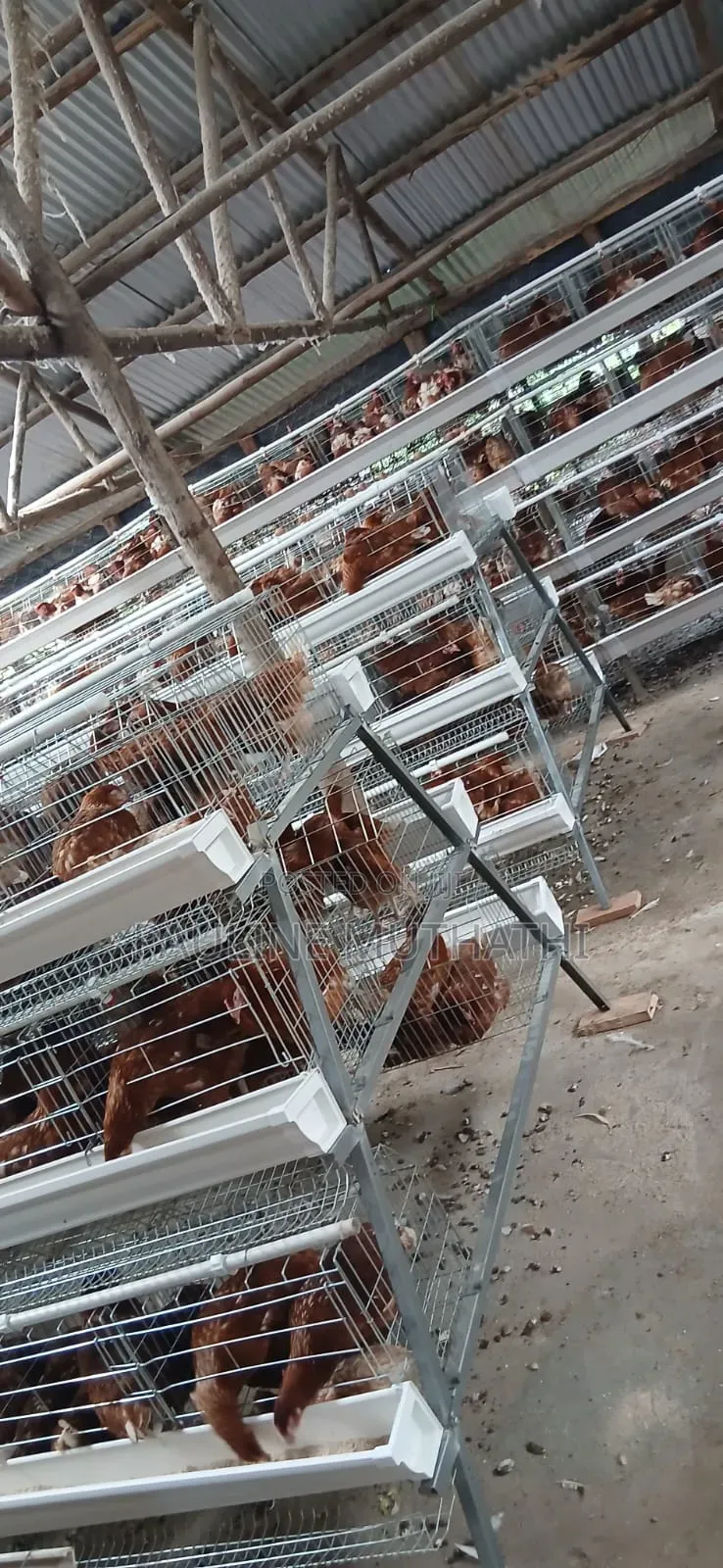 Layers Chicken Cages