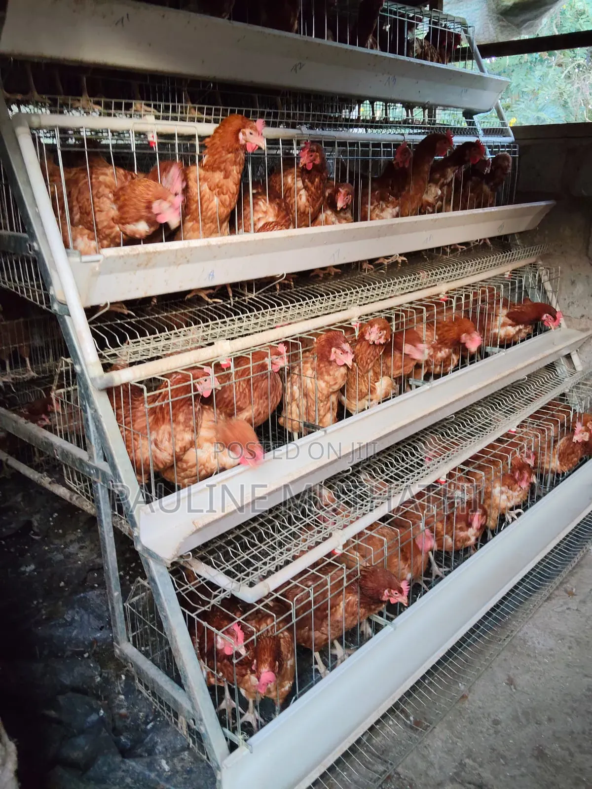 Layers Chicken Cages