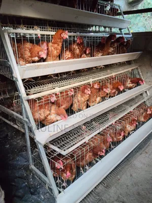 Layers Chicken Cages