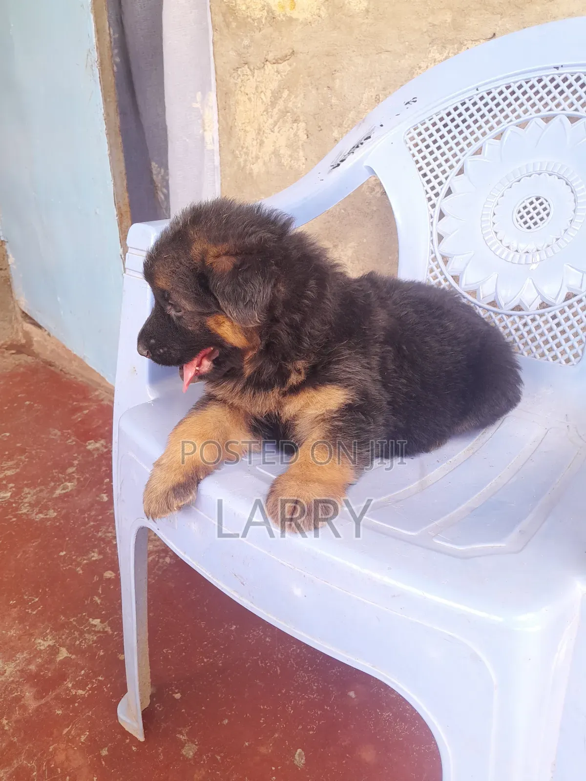 1-3 months Female Purebred German Shepherd