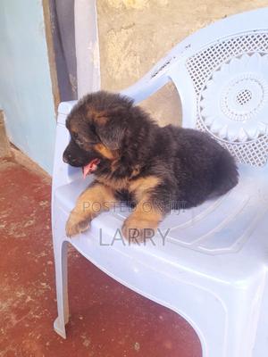 1-3 months Female Purebred German Shepherd - thumbnail 2