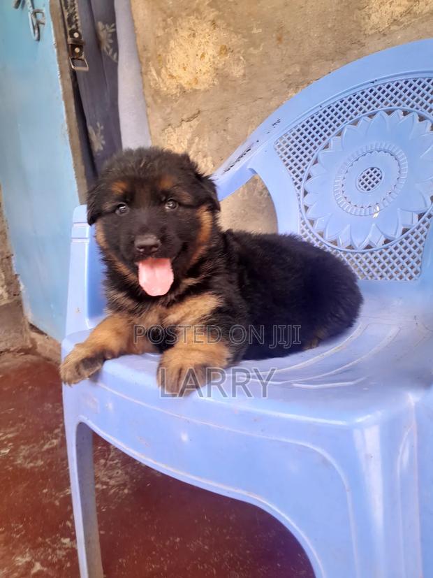 1-3 months Female Purebred German Shepherd - thumbnail 3