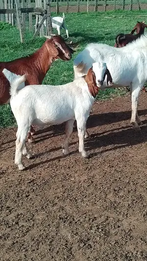 Boer Goats