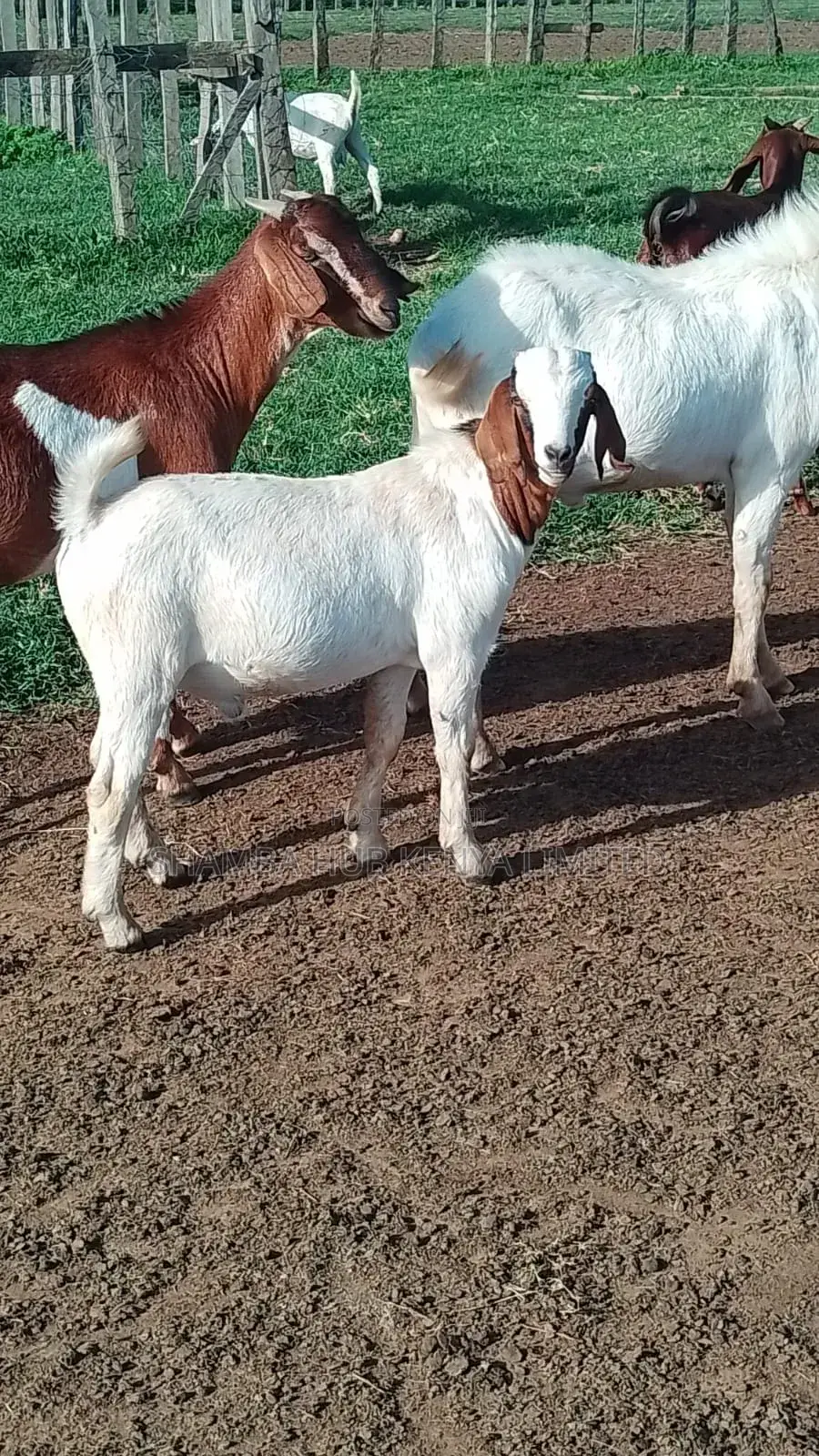 Boer Goats