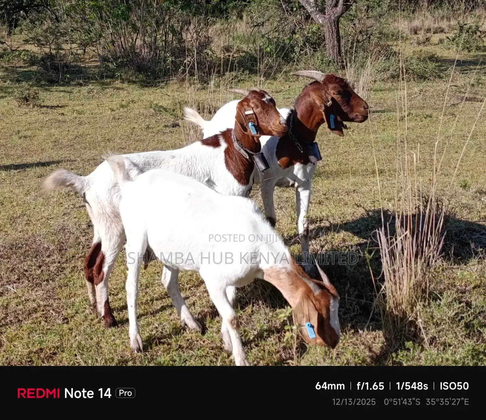Boer Goats