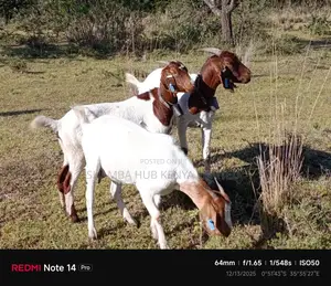 Boer Goats