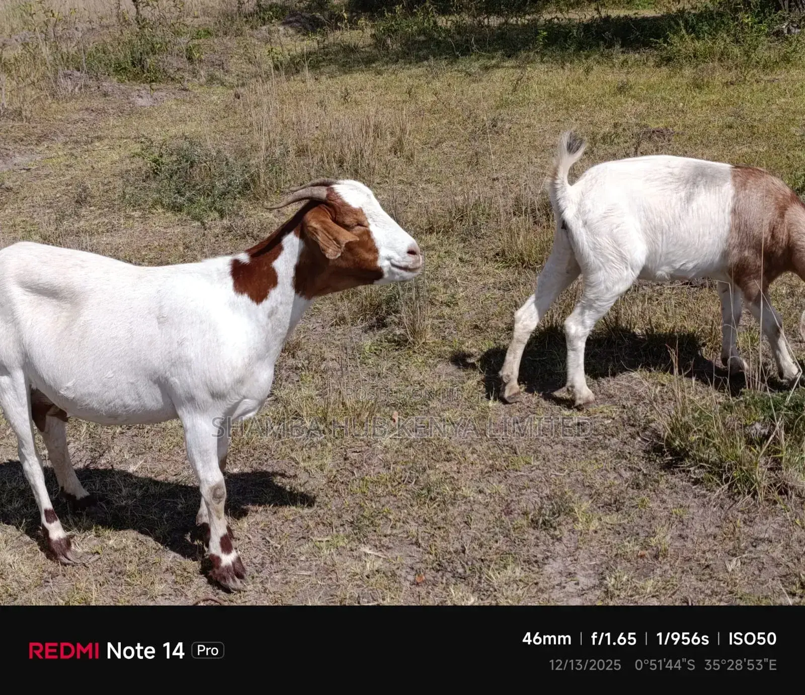 Boer Goats