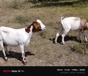 Boer Goats