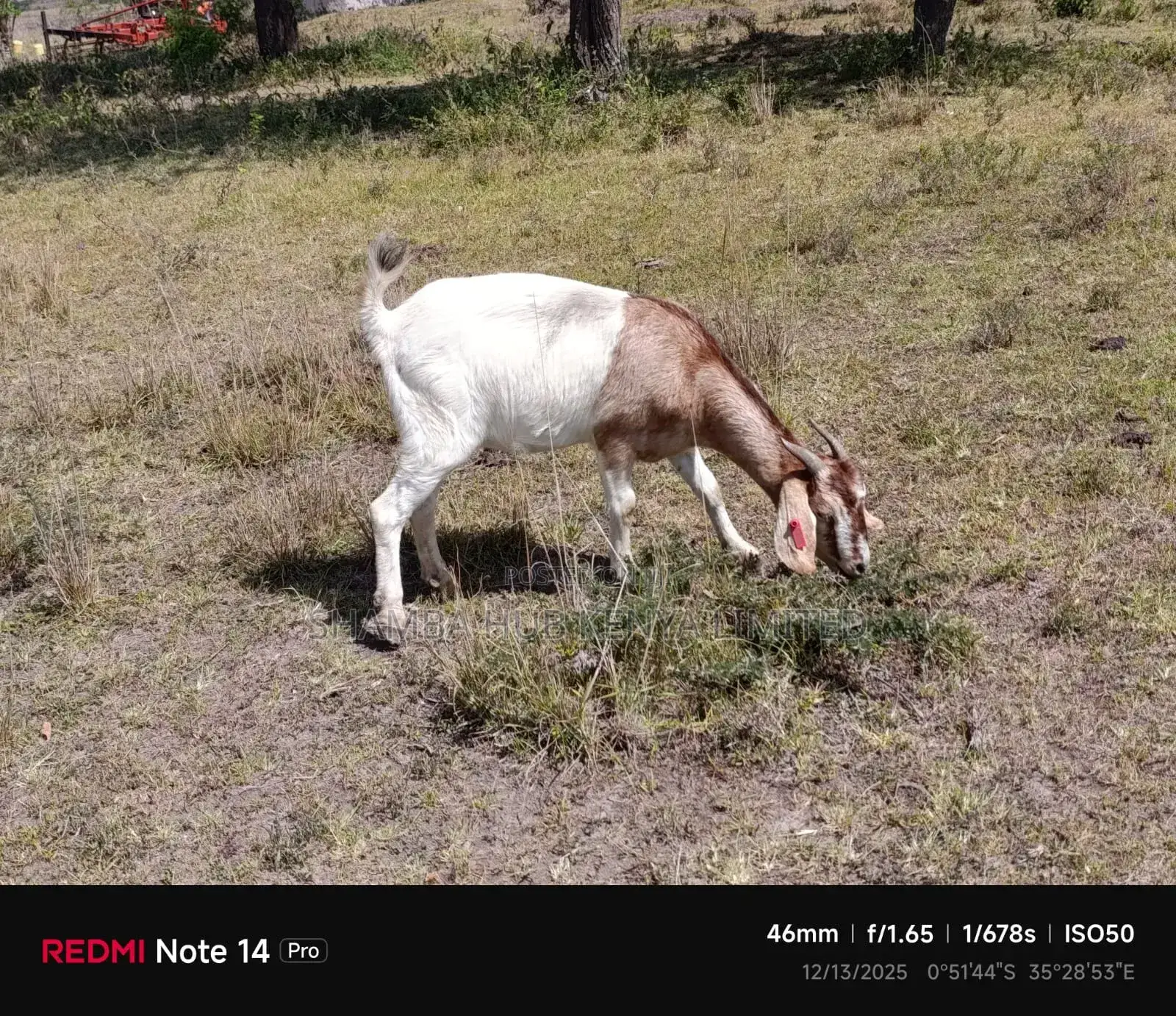 Boer Goats