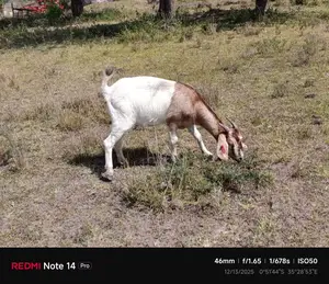 Boer Goats