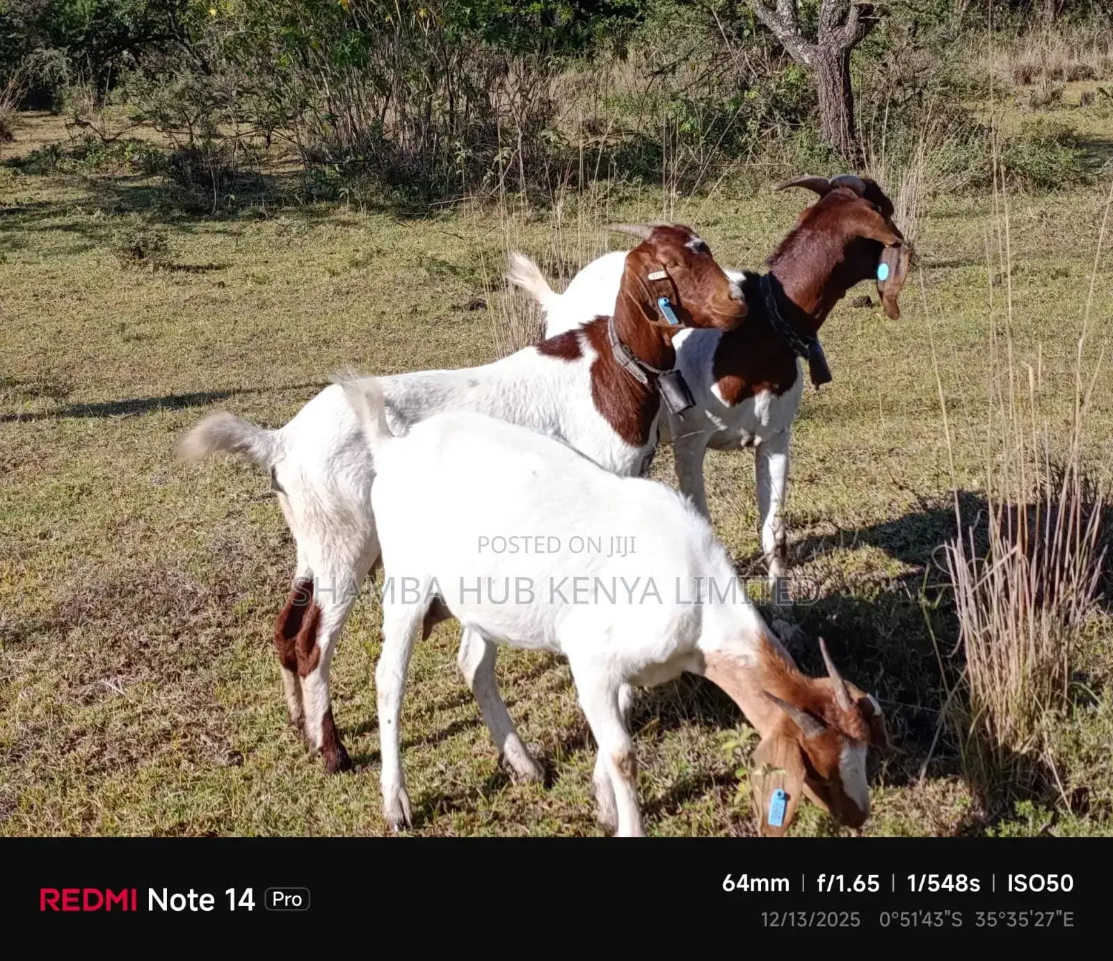 Boer Goats