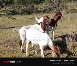 Boer Goats