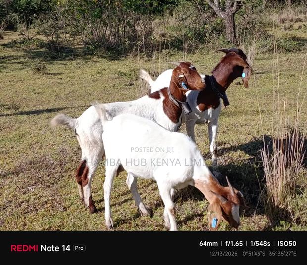 Boer Goats - thumbnail 6