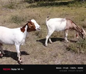Boer Goats