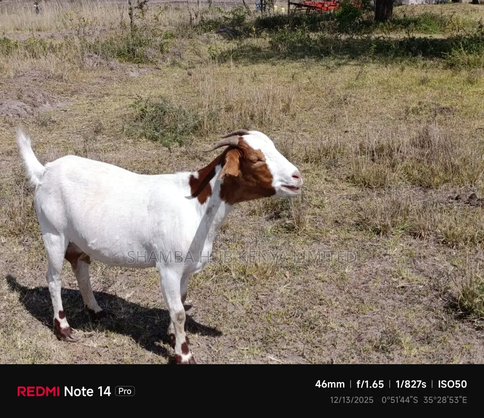 Boer Goats