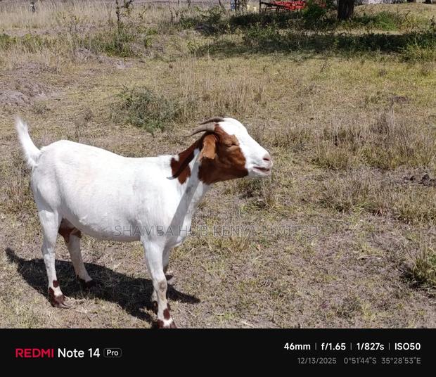 Boer Goats - thumbnail 8