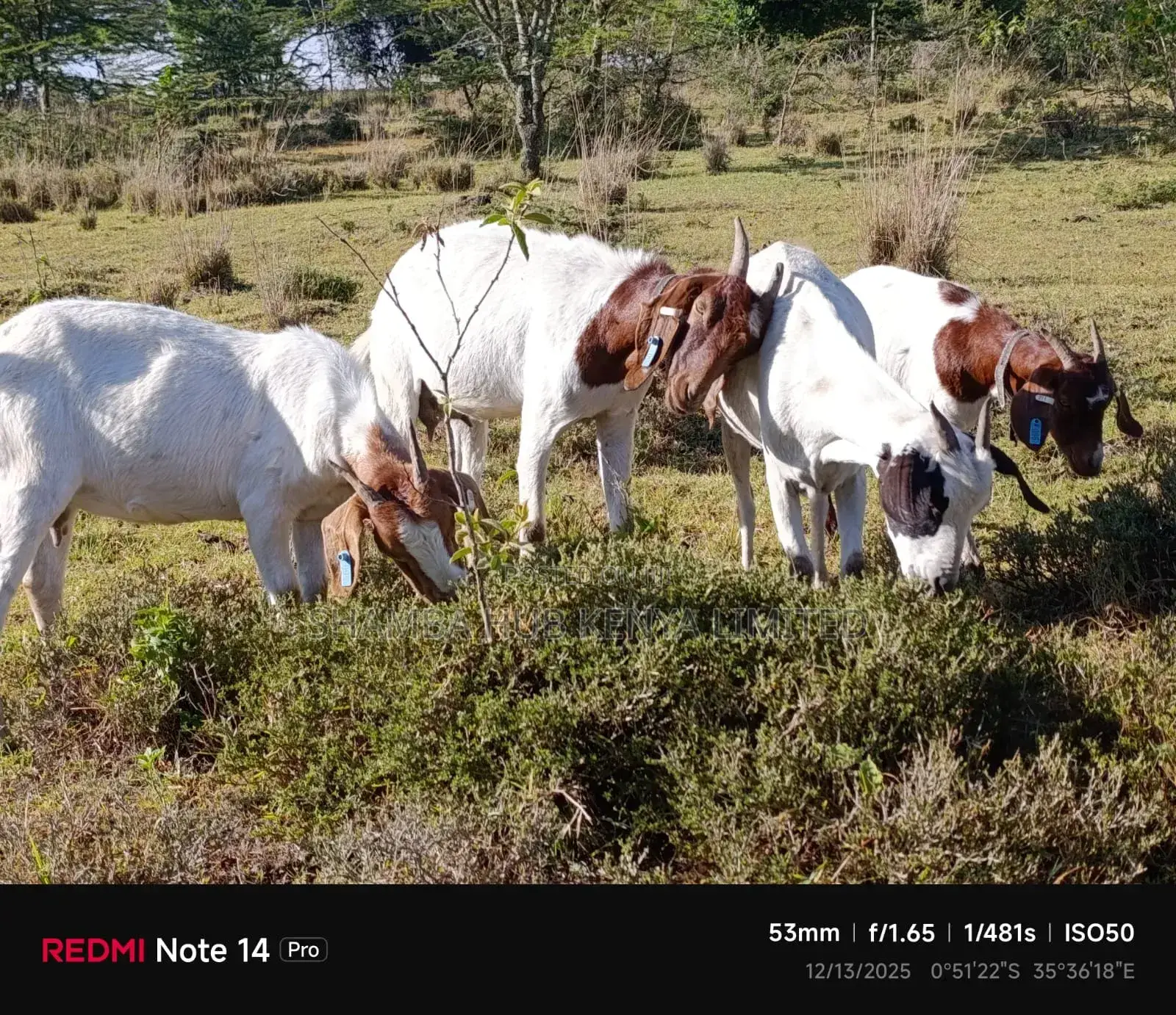 Boer Goats