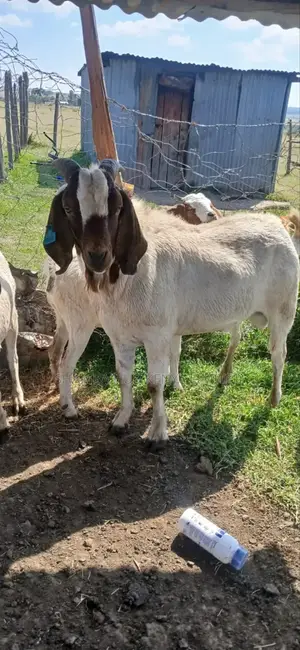 Boer Bucks