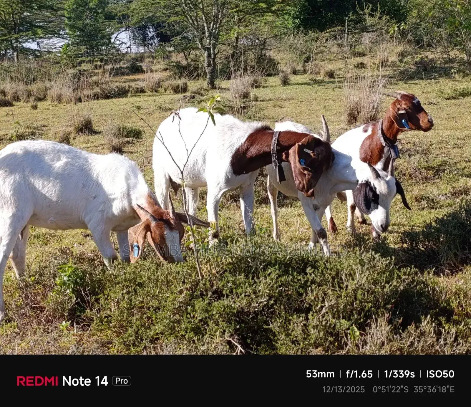 Boer Bucks