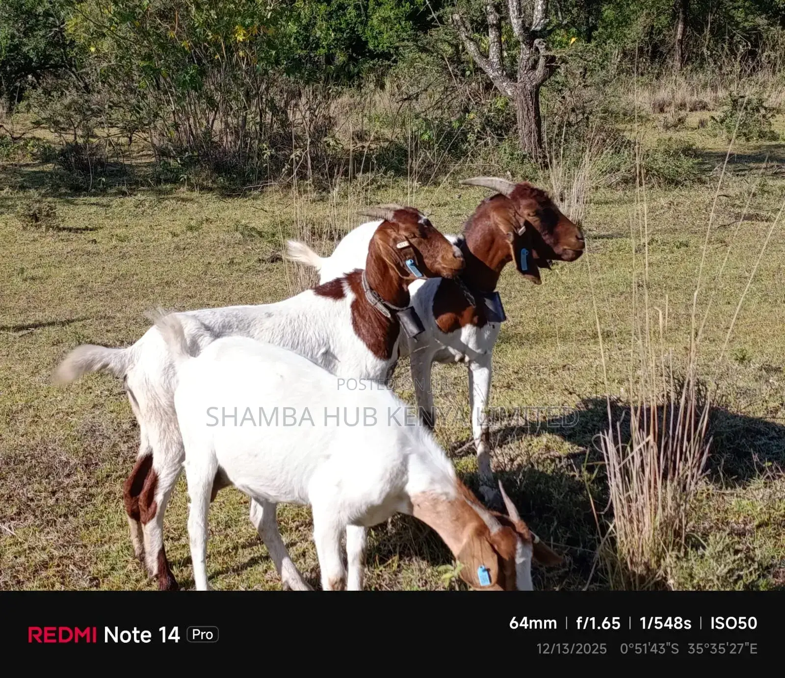 Boer Bucks