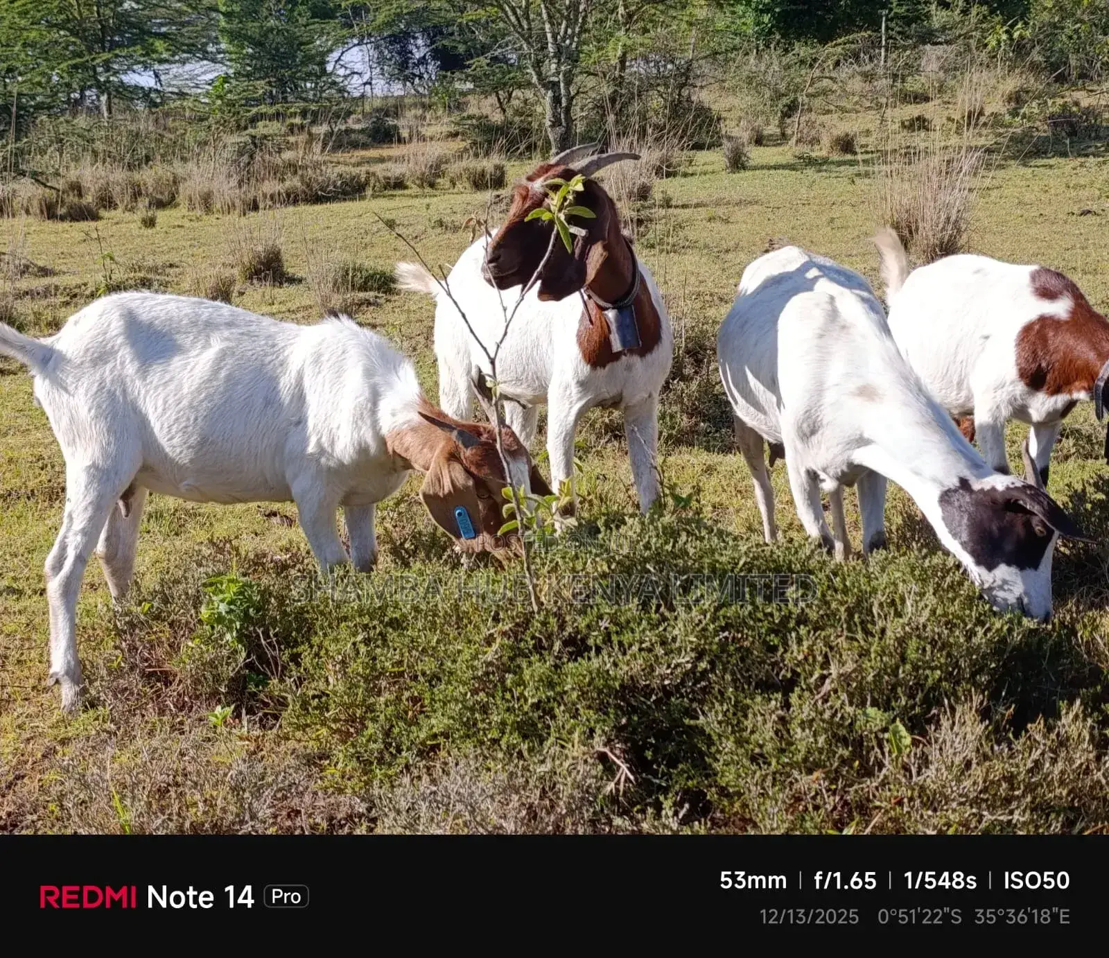 Boer Bucks