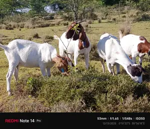 Boer Bucks