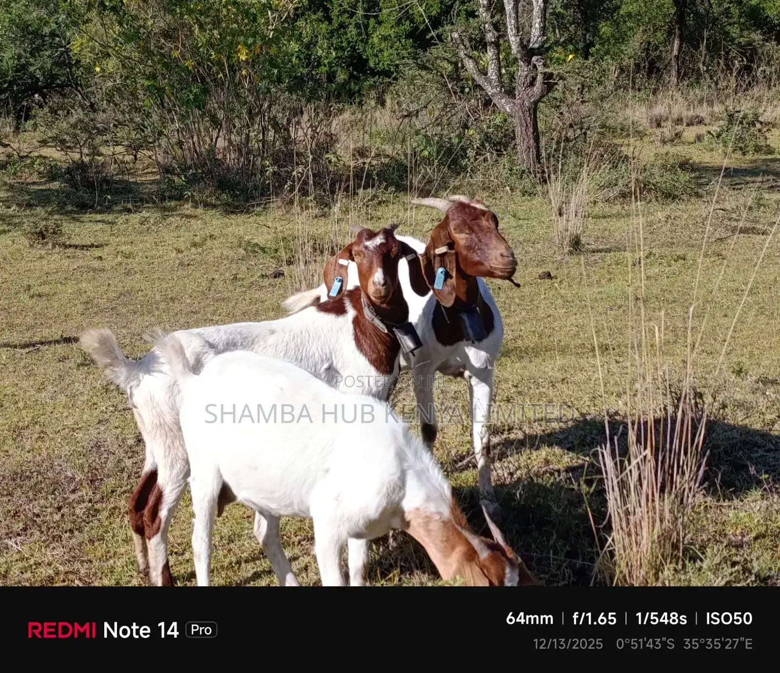 Boer Bucks