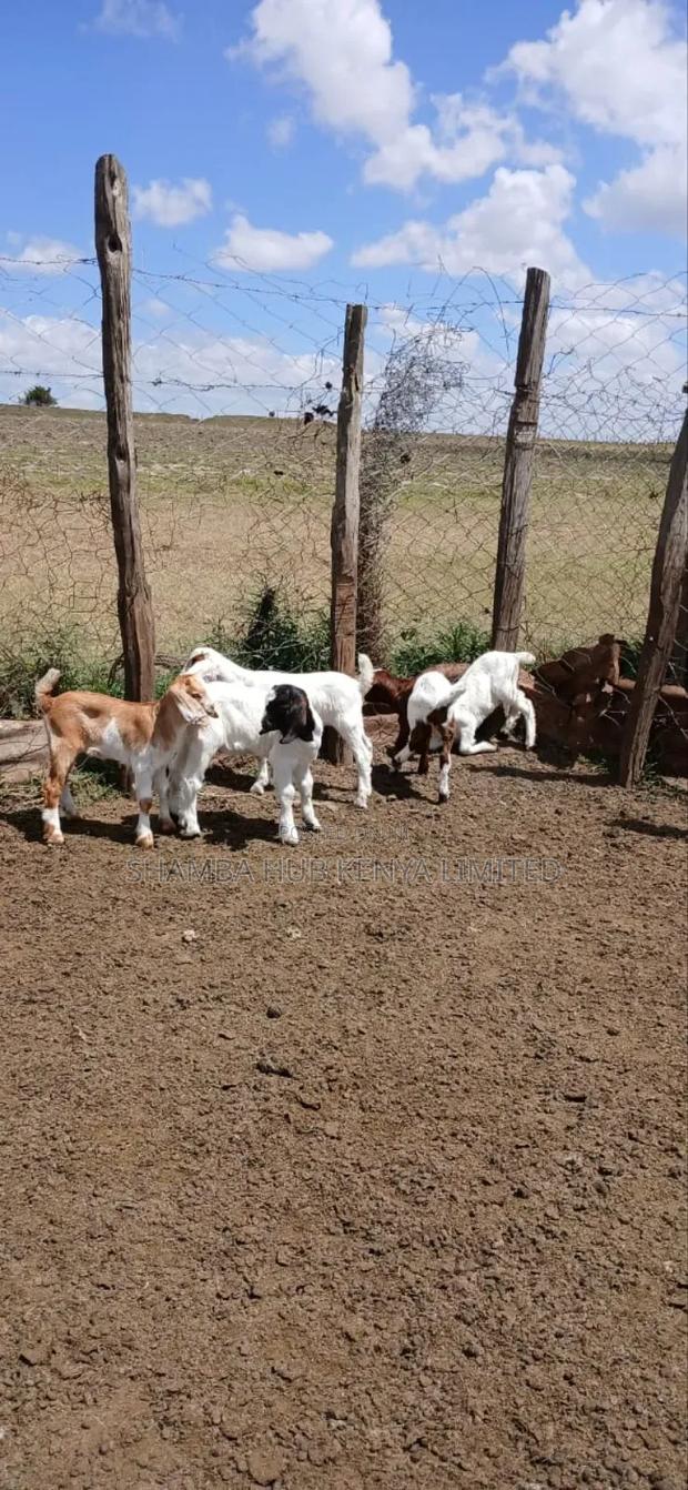 Boer Bucks - thumbnail 6