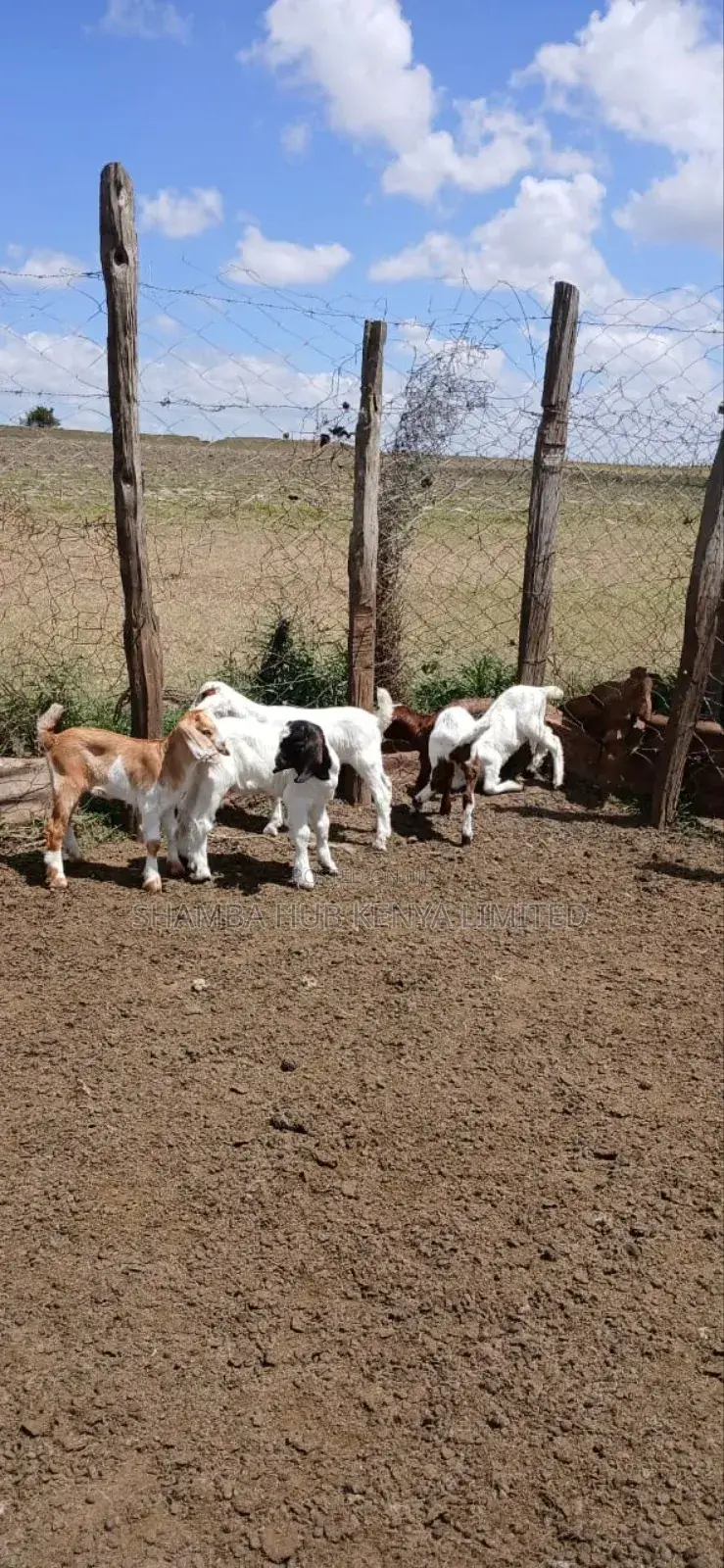 Boer Bucks