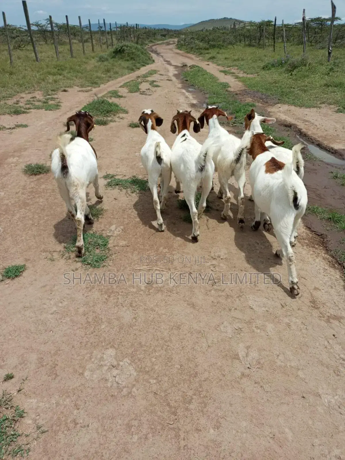Boer Bucks