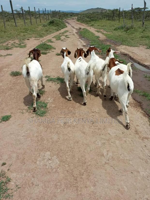 Boer Bucks - thumbnail 7